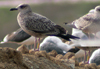 juvenile LBBG, ringed in the Netherlands.